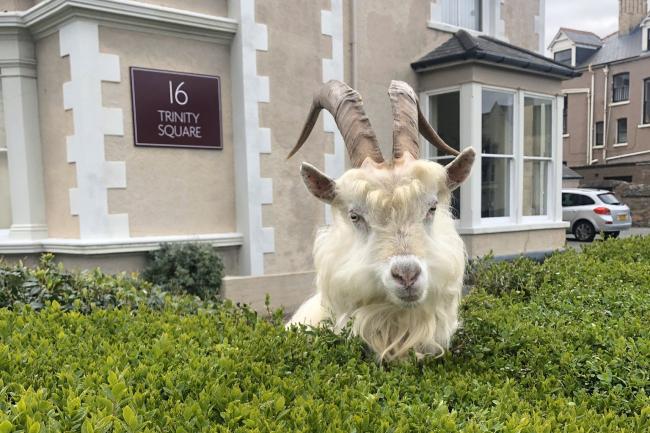 llandudno Goats by Andrew Stuart